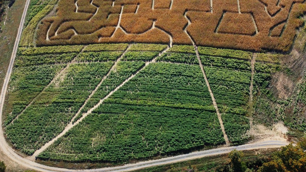 corn mazes near nyc