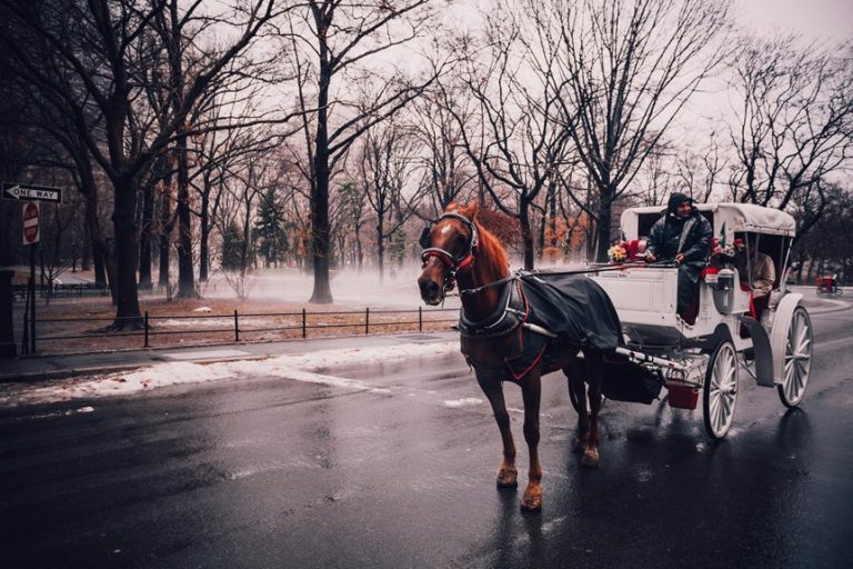 new york city s seasonal traditions