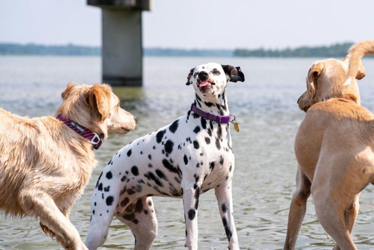 pet friendly spring outings nyc