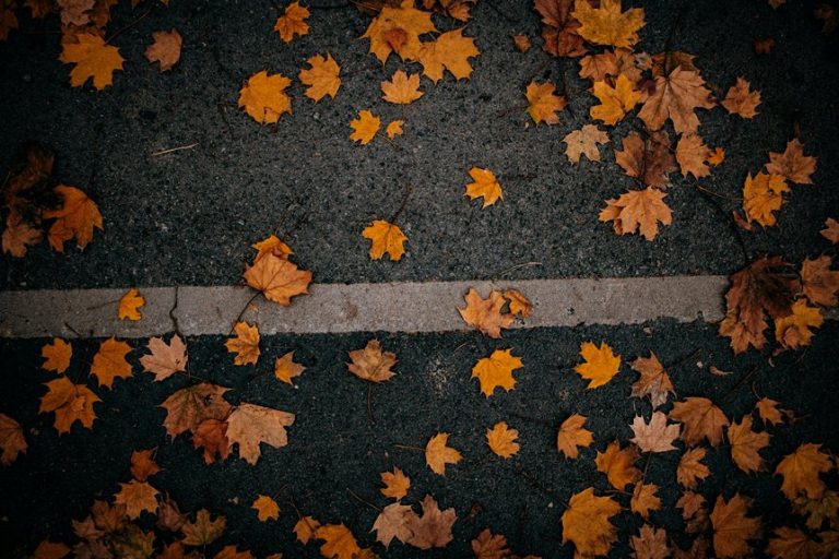 seasonal transformations in nyc